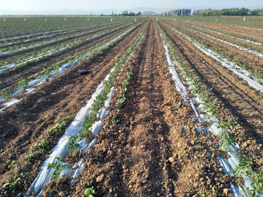 پروژه مکانیزه نمودن اراضی کشاورزی موقوفه مدرسه عالی شهید مطهری در استان قزوین